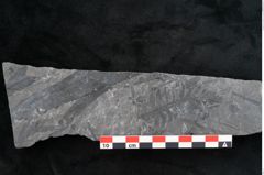 Foto (Detailansicht) von Odontopteris minor Brongniart (NHMW-GEO-2024-0188-10716)